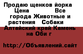 Продаю щенков йорка › Цена ­ 10 000 - Все города Животные и растения » Собаки   . Алтайский край,Камень-на-Оби г.